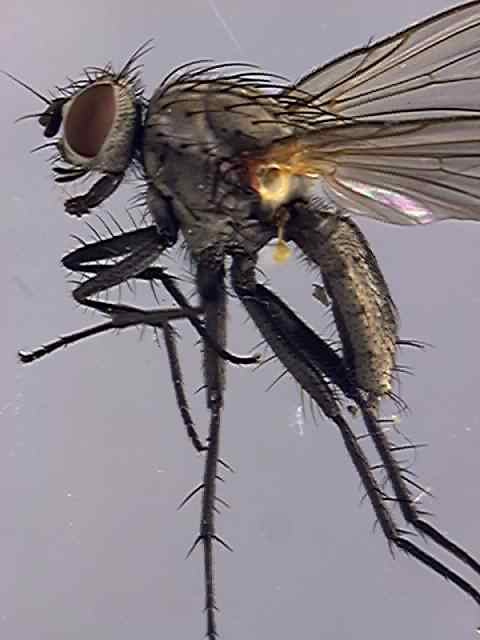 Anthomyiidae 5